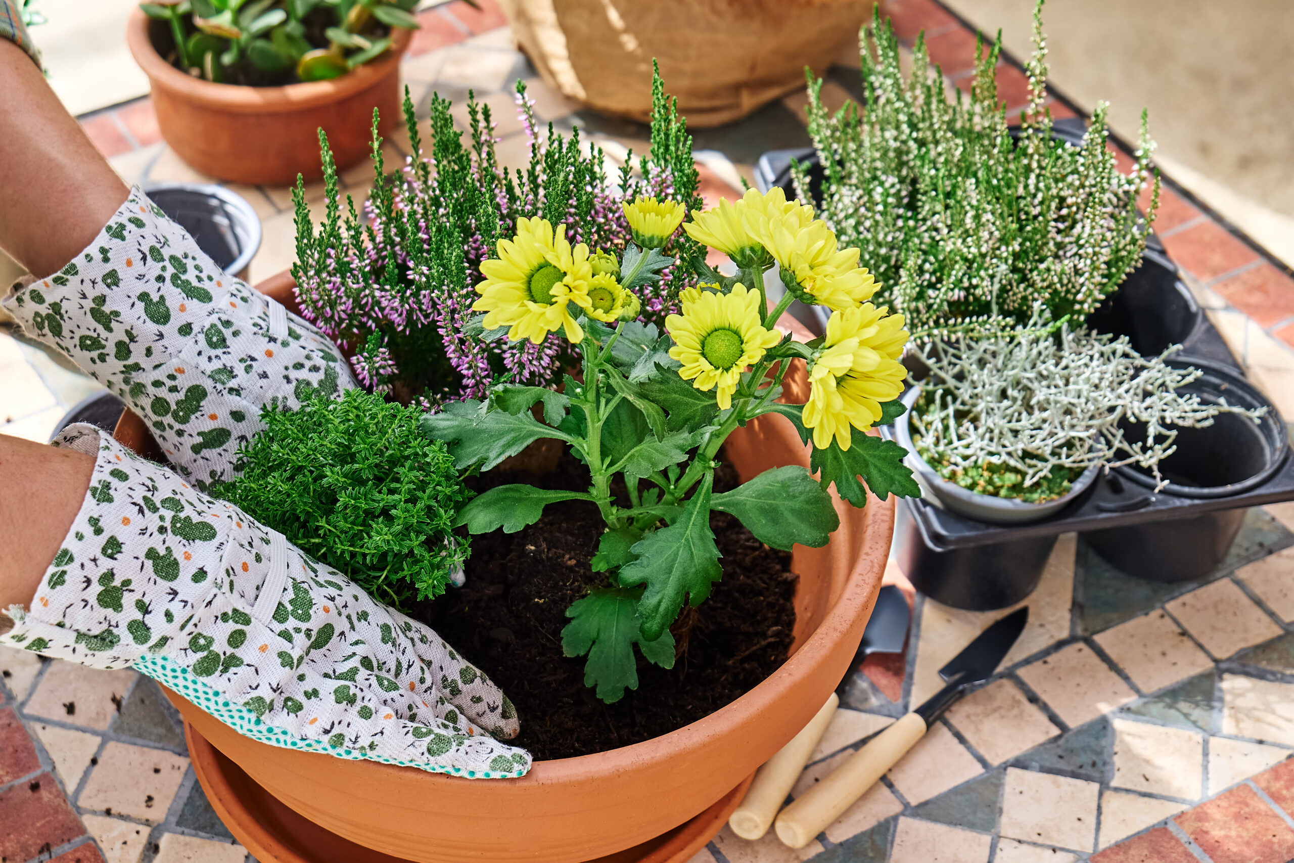 Lucky Plants Nursery