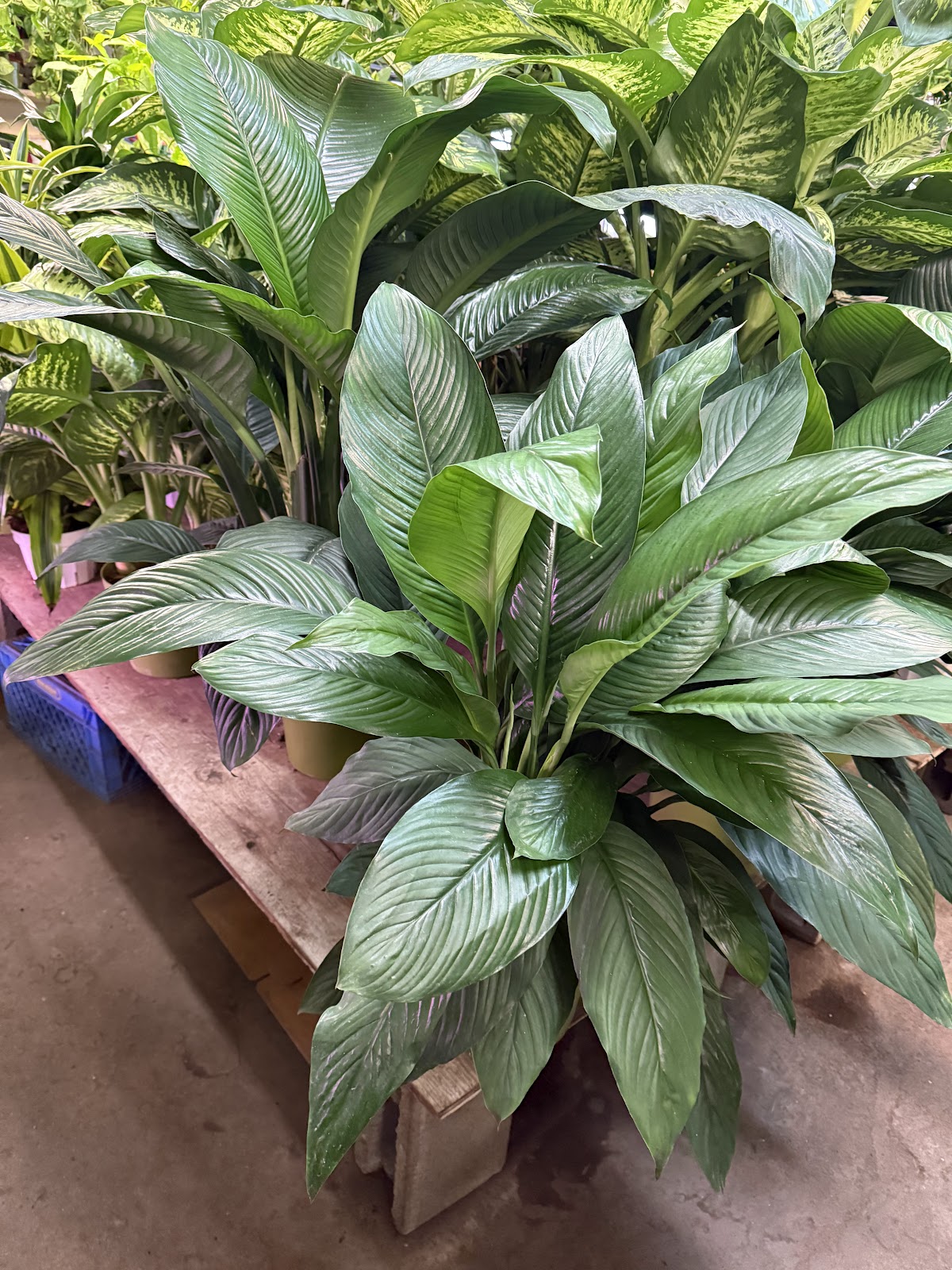A full, healthy peace lily available through Lucky Plants